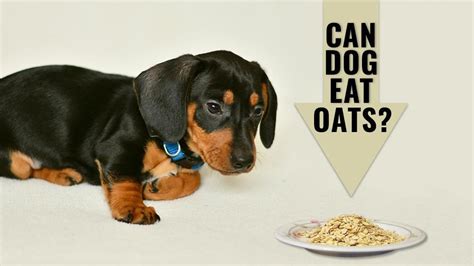 Because the high sugar content is not optimal for your fur nose. Can Dogs Eat Oatmeal? Are Oats Good For Dogs? - Petmoo