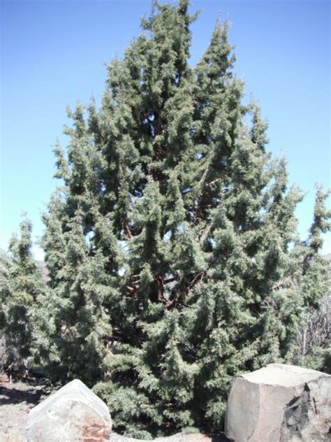 Rocky Mountain Juniper Juniperus Scopulorum Native Plants Pnw