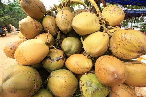 Chinese E Commerce Platform Suning To Buy 20 Million Coconuts From