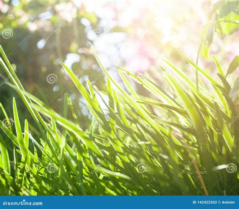Bright Green Grass Background In Sunny Day Stock Photo Image Of Light