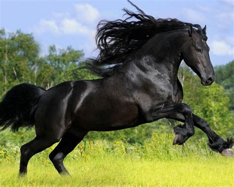 Arabian Horse Breed Information And Pictures Pets Planet