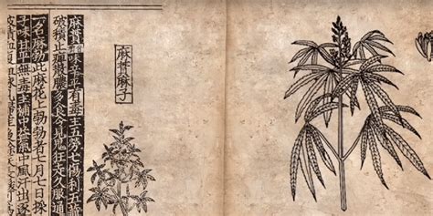 Ancient China Cannabis As Medicine Cannabis Academy