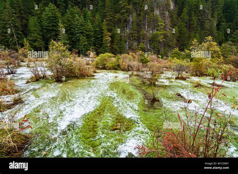 Autumn View Of Pearl Shoals With Pure Water At Jiuzhaigou National Park