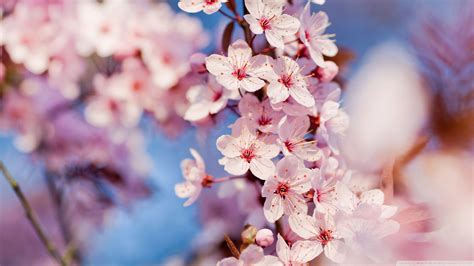 Beautiful Pink Cherry Blossom Wallpaper Colors Wallpaper 34590443