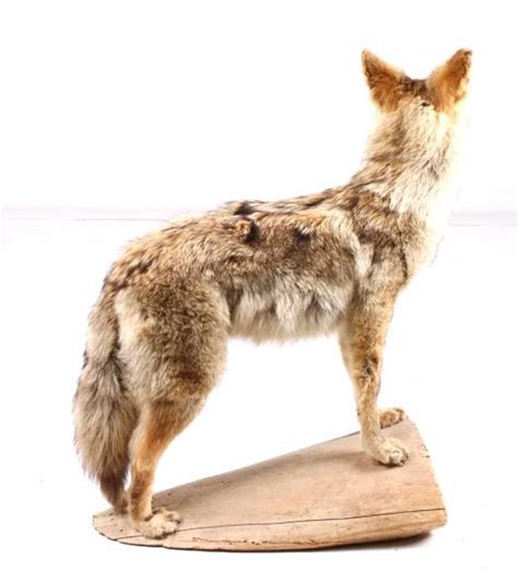 Montana Full Body Taxidermy Coyote Mount