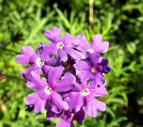 250 Purple Moss Verbena Flower Seeds Verbena Tenuisecta Ground Cover