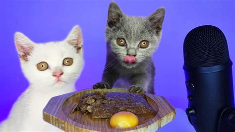 Cute Kittens Eating Egg Yolk And Wet Cat Food Asmr Youtube