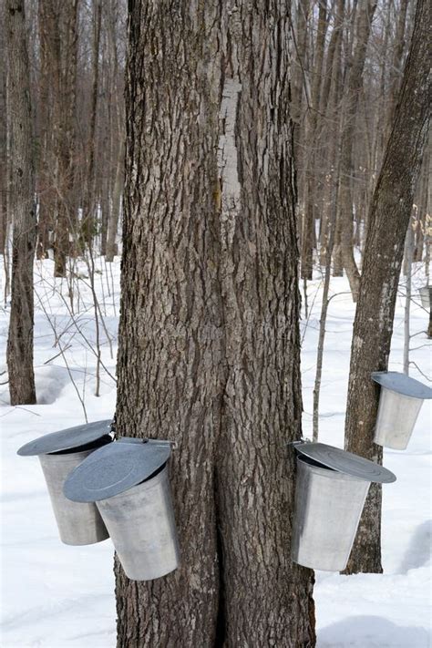 Collecting Maple Sap Stock Image Image Of Syrup Sugar 2295647