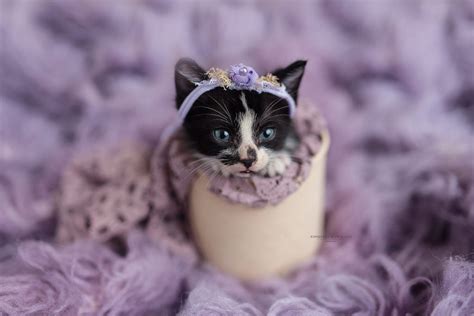 Kitten Newborn Photo Shoots That Will Melt Your Heart Meowingtons