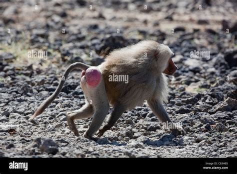 Hamadryas Baboon Papio Hamadryas Dominant Male Walking Awash National Park Hi Res Stock