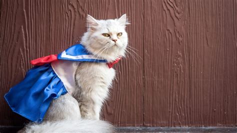 15 Cats In Halloween Costumes They Absolutely Hate — Best Life