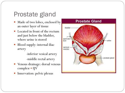 Ppt Neoplasms Of The Prostate Gland Powerpoint Presentation Free