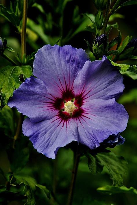 Blue Satin Rose Of Sharon Photograph By Stacie Gary Fine Art America