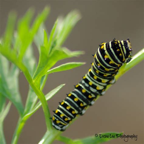 Good Bug Black Swallowtail Caterpillar 2nd Instar