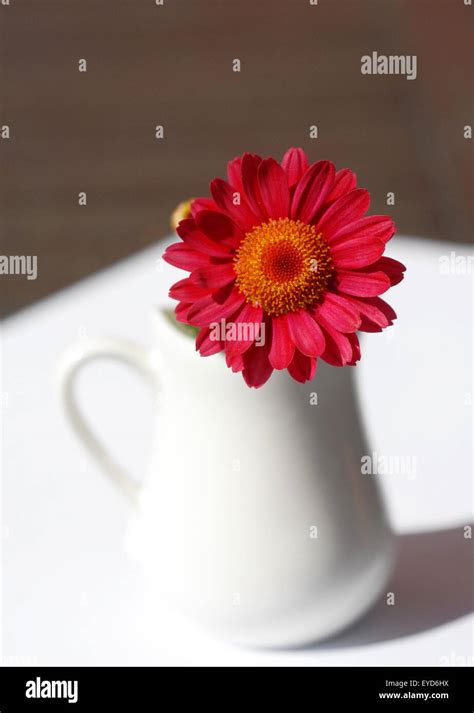 Marguerite Flower Close Up Stock Photo Alamy