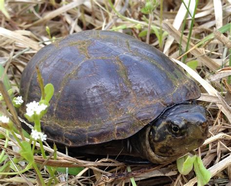 Eastern Mud Turtle Reptiles Of Alabama · Inaturalist