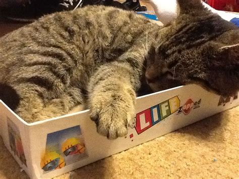 My Cat Loves Boxes Cats Cat Love Love Box