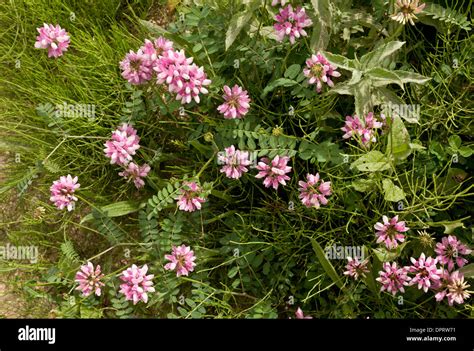 Crown Vetch Coronilla Varia Securigera In Flower Stock Photo Alamy