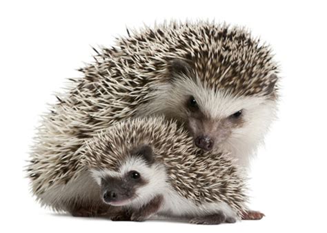 They generally eat things like insects, fruits, vegetables & cat/dog food. What Do Hedgehogs Eat « African Pygmy Hedgehog | Hello ...