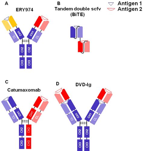 Figure 2 From Immunotherapy Of Hepatocellular Carcinoma Using Chimeric