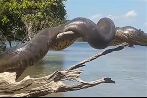 Cobra Sucuri Gigante Brasileira Pegando Sol Viraliza Internacionalmente