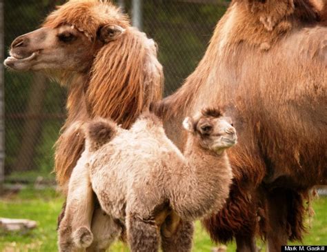 Baby Camel Bulgan Born At Detroit Zoo Photos Huffpost Detroit