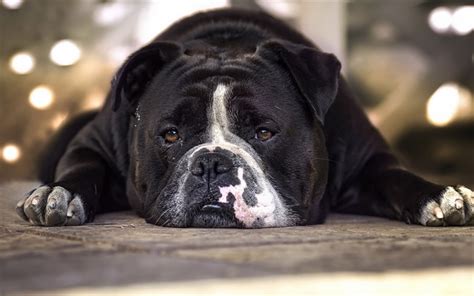 Download Wallpapers Black English Bulldog Big Dog Funny Dogs Lazy