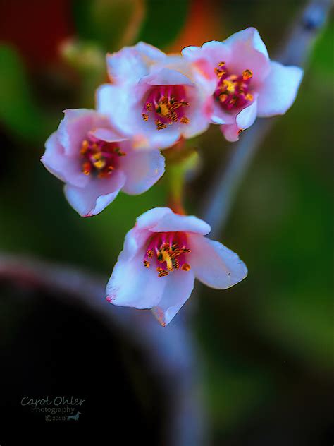 Pretty Little Flowers Olympus Digital Camera Flickr