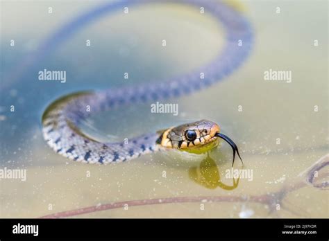 Barred Grass Snake Natrix Helvetica Helvetica Young Stock Photo Alamy