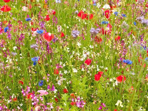 Gardening Expert Val Bourne Explains How To Make A Wild Flower Meadow