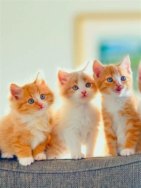Free Download Cute Kittens Hd Wallpapers X For Your Desktop Mobile Tablet Explore