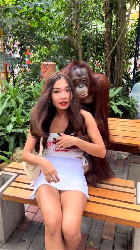 Hilarious Moment Cheeky Orangutan Grabs Womans Breast And Kisses Her As She Poses For Photo