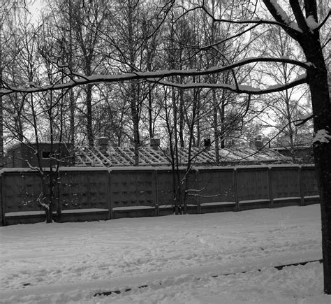무료 이미지 나무 눈 겨울 검정색과 흰색 화이트 날씨 검은 단색화 시즌 흑백 사진 3607x3315