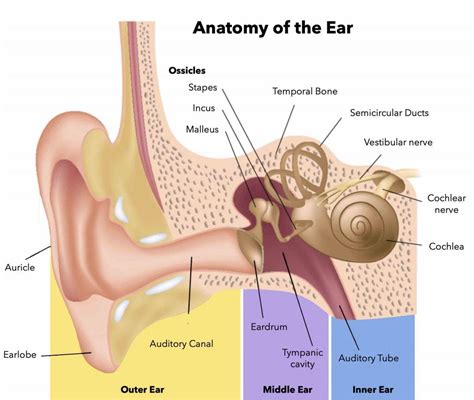 How To Perform A Thorough Ear Exam A Step By Step Guide