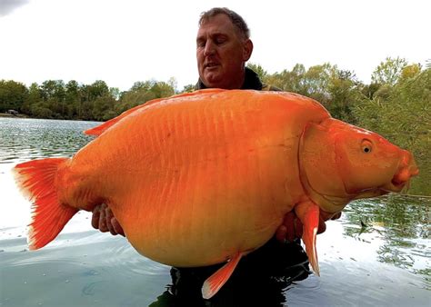 Photos Giant Goldfish Caught In Bluewater Lakes In France Weighs