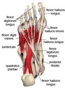 Learn and reinforce your understanding of sole: Resilient Feet for Better Health - Core Connection ...