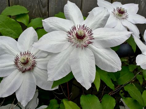 Maybe you would like to learn more about one of these? How to Care for Clematis - GoodStuffAtHome
