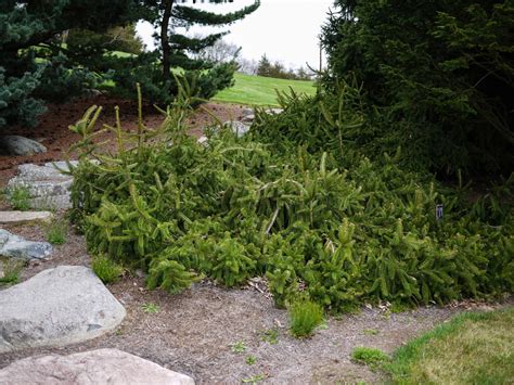 Picea Pungens Pendula Colorado Spruce Weeping Blue Spruce North