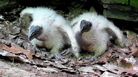 Turkey Vulture Chicks Defending Their Nest Youtube Vulture Baby