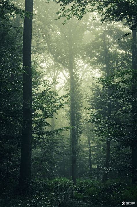 The Jungle A Green Misty Forest In The Netherlands Dark Green