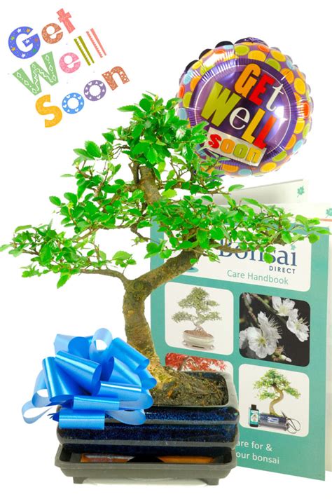 Get Well Soon Present Wishing You A Speedy Recovery Bonsai