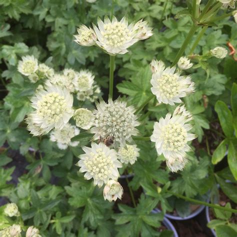 Astrantia Major White Angel Attractive To Bees Caths Garden Plants