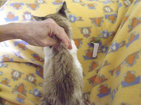 Giving Your Cat Iv Subcutaneous Fluids At Home With Photos Pethelpful
