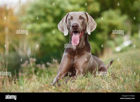 Adult Male Weimaraner Hi Res Stock Photography And Images Alamy