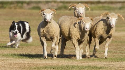 Afbeeldingsresultaat Voor Border Collie Herding Sheep Herding Sheep