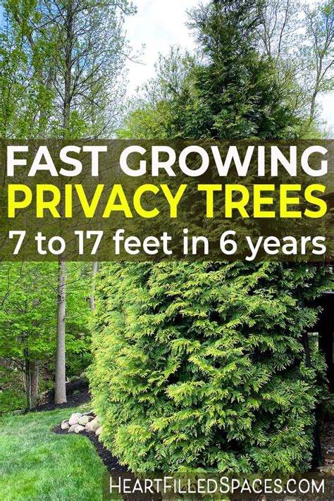 Fast Growing Privacy Shrubs Shrubs For Privacy Fast Growing Evergreens Privacy Landscaping