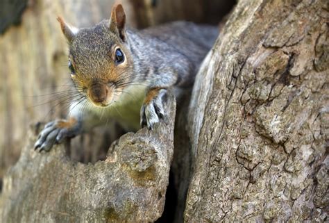 Are Squirrels Good Pets Instagram Squirrels Make It Seem Easy