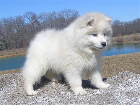 American Eskimo Dog Temperament Lifespan Shedding Puppy