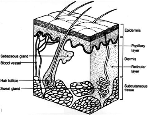 Diagram Of The Mammalian Skin Trent Mattos