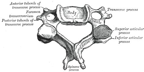 The Biology Lair — A Single Cervical Vertebrae Is Depicted Above